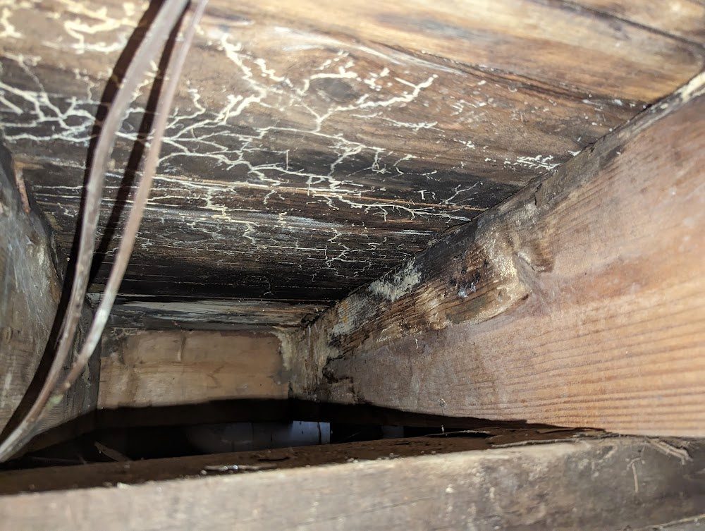 White branching marks on the timber of a crawl space, photographed on a Watertight job.