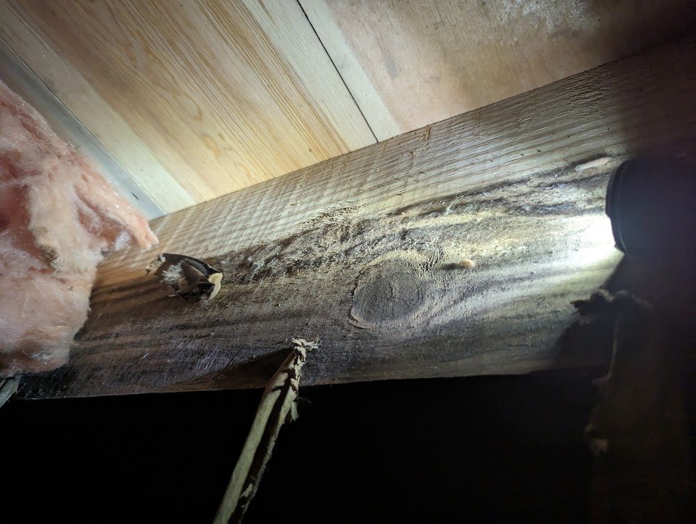 Decayed joist wood beside sound timber