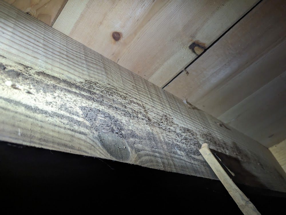 Mold Remediation